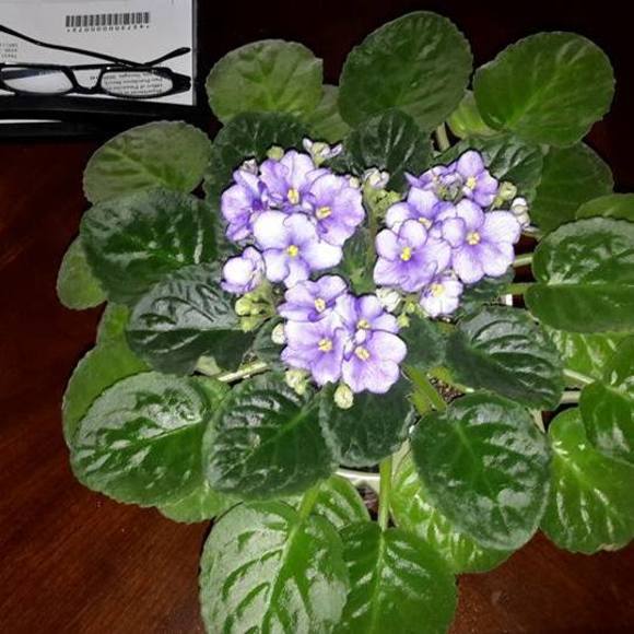 Meet your Posher, Carolyn