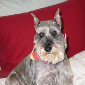 Meet your Posher, Paula