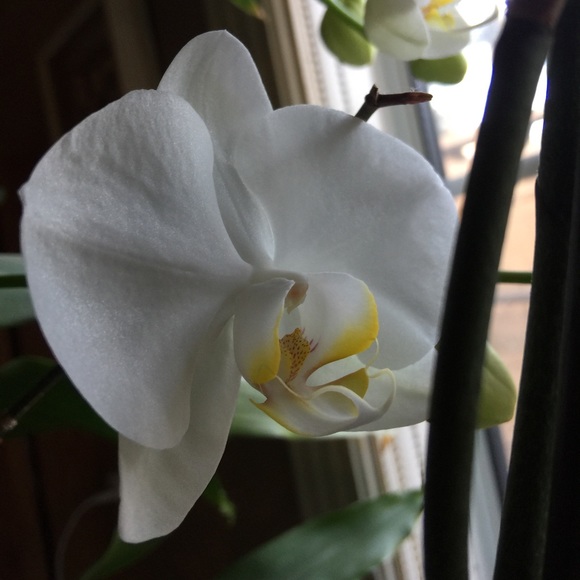 Meet your Posher, Maribel