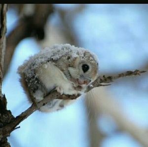 Meet your Posher, Sydney