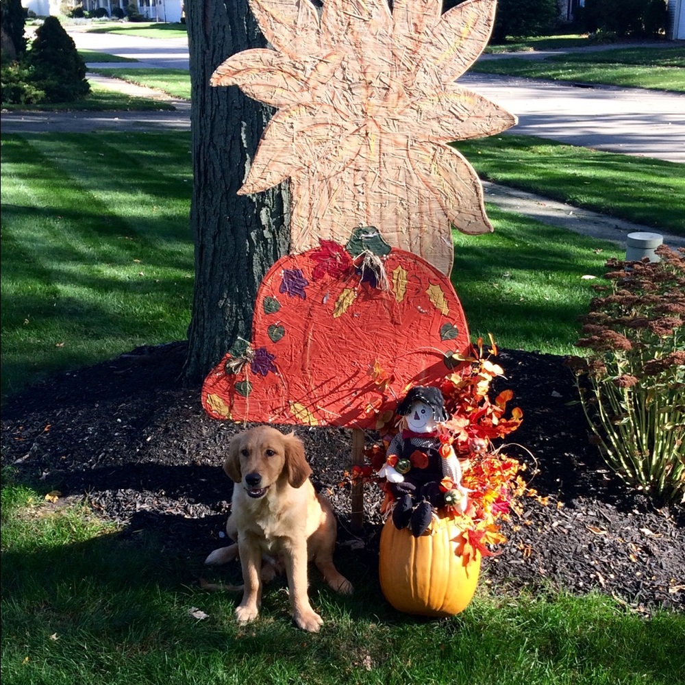 Meet your Posher, Patty