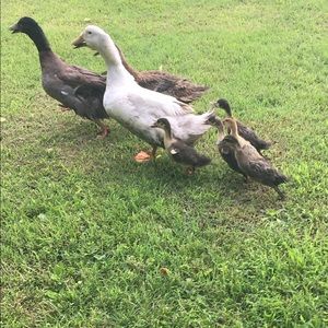 Meet your Posher, Toni