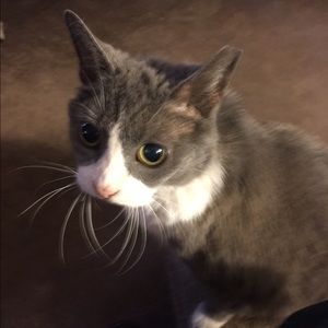 Meet your Posher, Josie