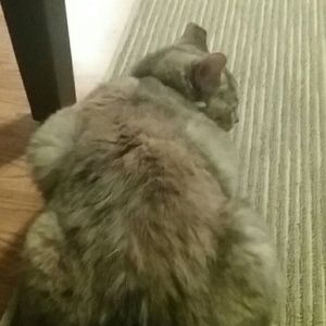 Meet your Posher, Steven