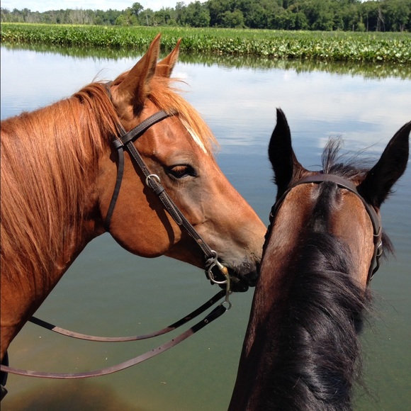 Meet your Posher, Lisa - Picture 4 of 8