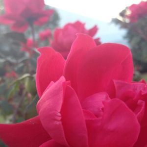 Meet your Posher, Kelsey