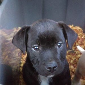 Meet your Posher, Frankee