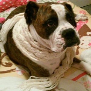 Meet your Posher, Dawn