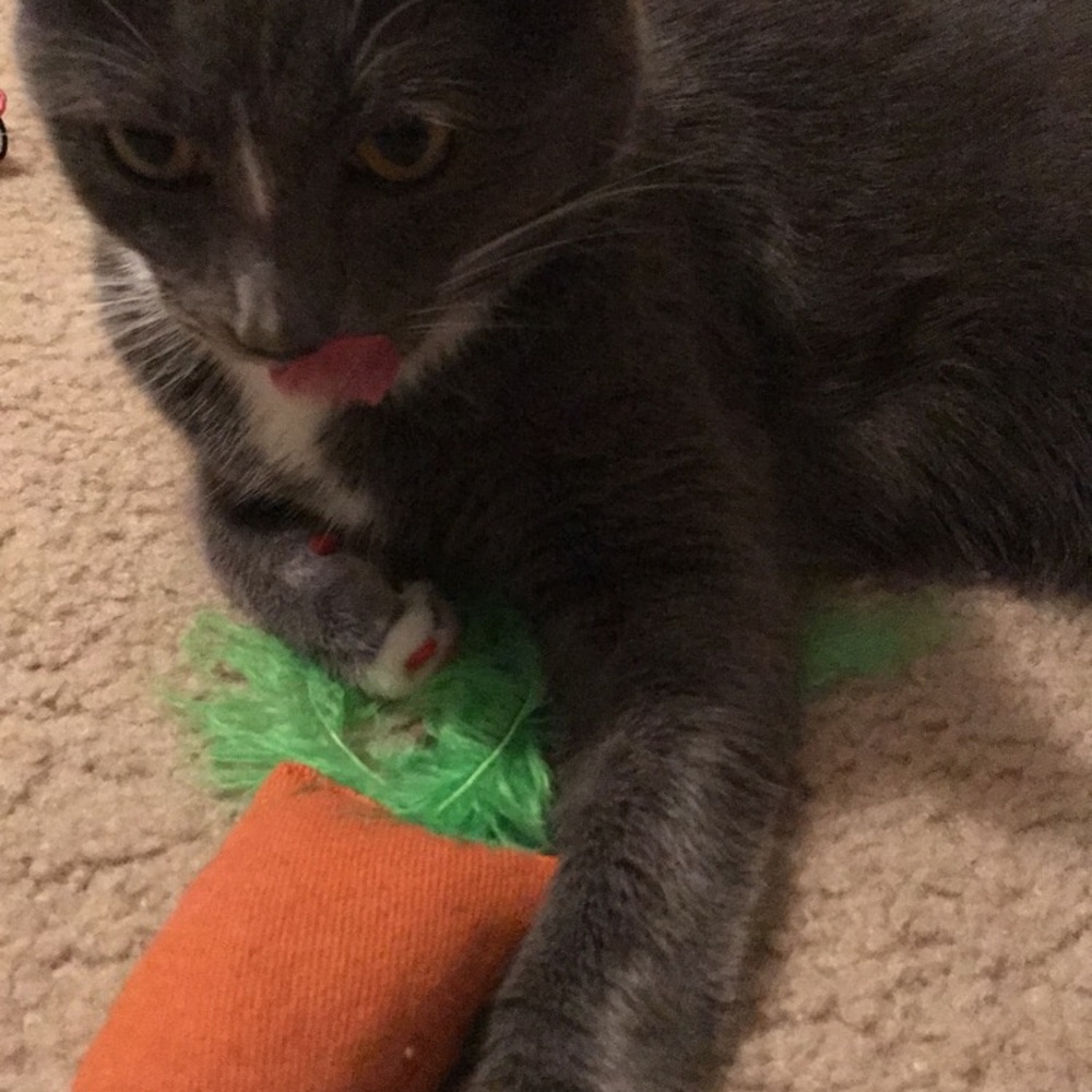 Meet your Posher, Laura Sue