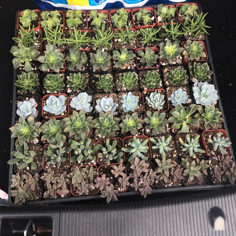 Succulents for sale
