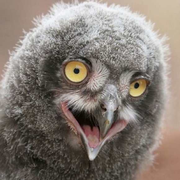 Meet your Posher, Tay3b1rd