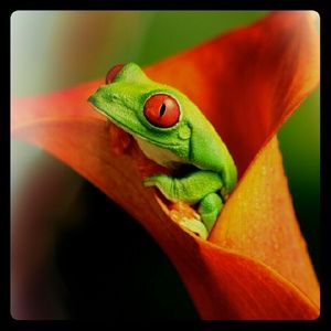 Meet your Posher, Emily