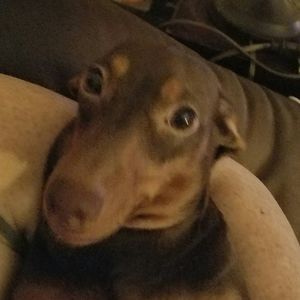 Meet your Posher, Kitzie