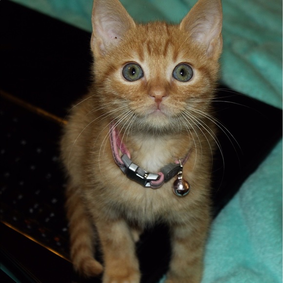 Meet your Posh Ambassador Shannon - Picture 2 of 5