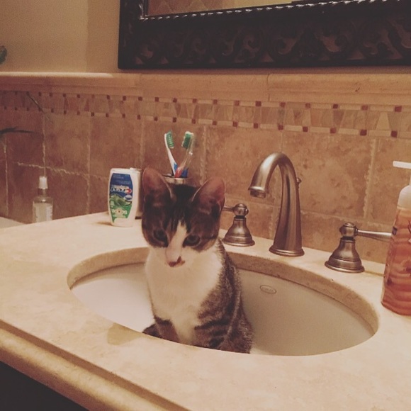 Meet your Posher, Brittany - Picture 1 of 1