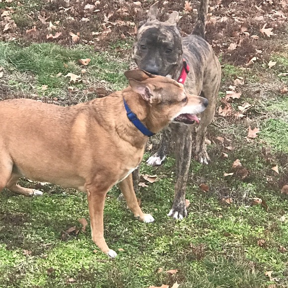 Meet your Posher, Dana