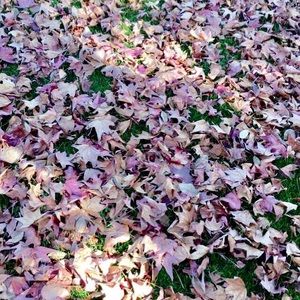 Meet your Posher, Hayley