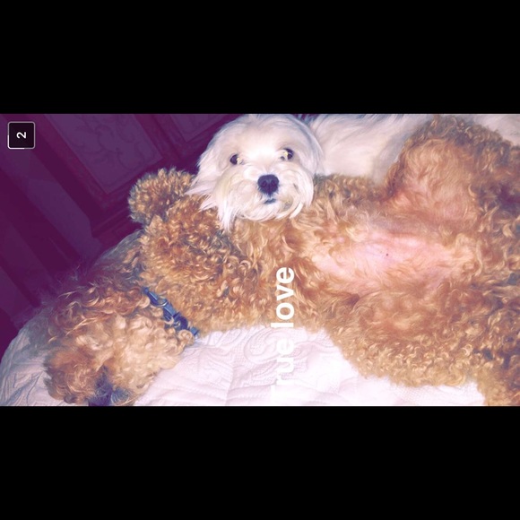 ✨Meet the Posher✨ - Picture 2 of 3