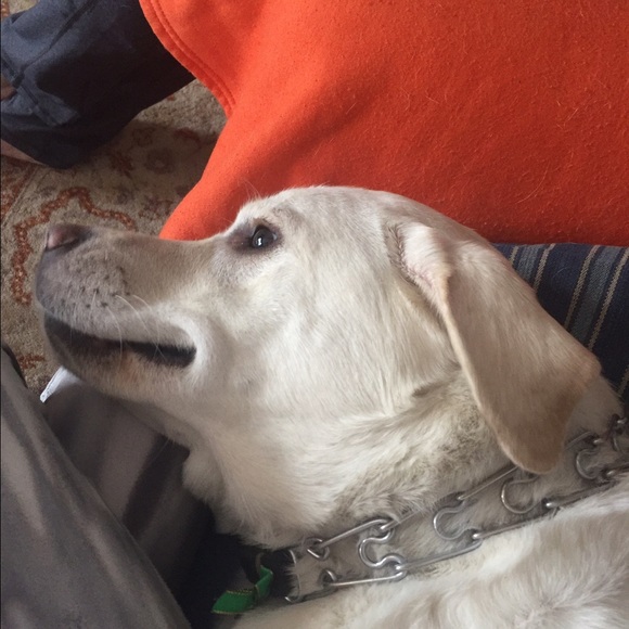 Meet your Posher, Lillie - Picture 1 of 1