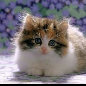 Meet your Posher, Tashawn