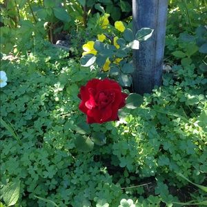 Meet your Posher, Michaela