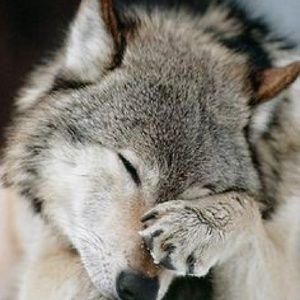 Meet your Posher, Jared