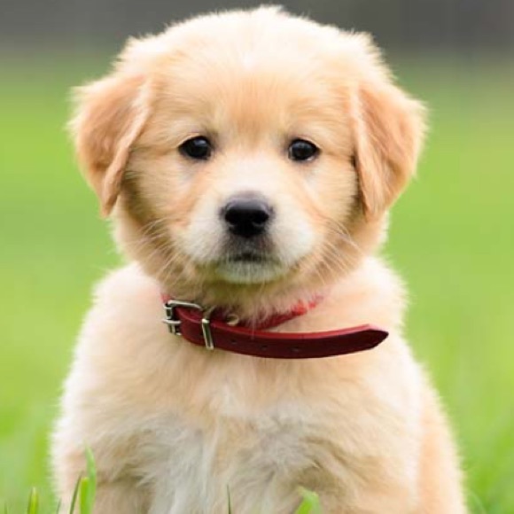 Meet your Posher, Kat - Picture 1 of 1