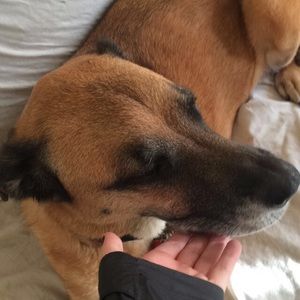 Meet your Posher, Daisy