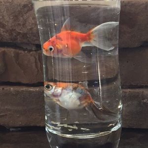 Meet your Posher, Casey