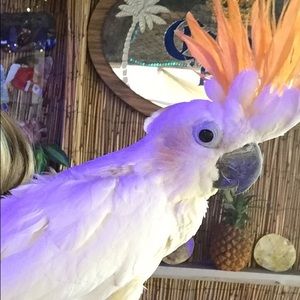 Meet your Posher, Tracy