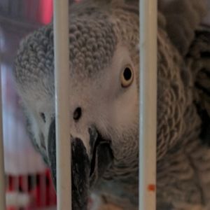 Meet your Posher, Levi