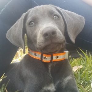 Meet your Posher, Beatriz