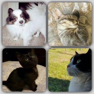 Meet your Posher, Rachel