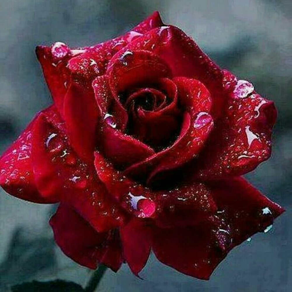 Meet your Posher, Jette