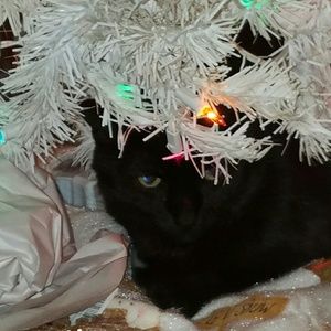 Meet your Posher, Callie