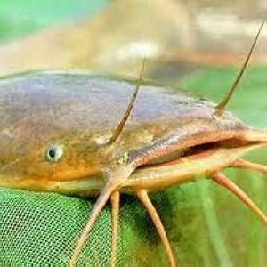 Meet your Posher, Erick