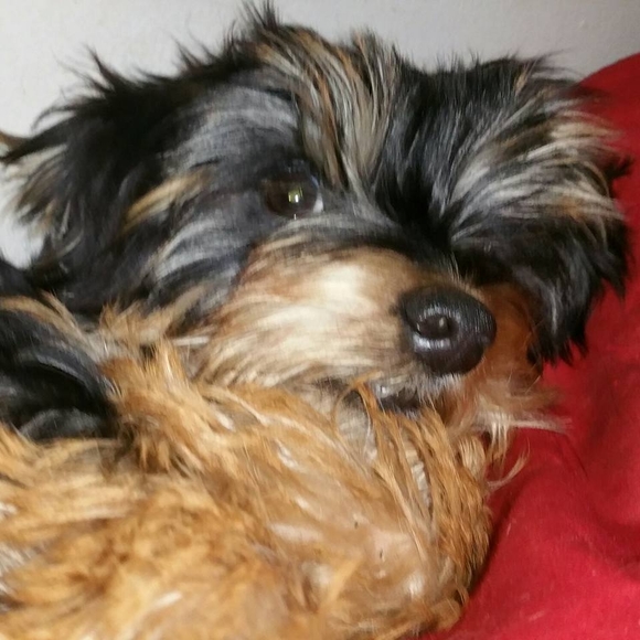 Meet your Posher, Brandi - Picture 2 of 2