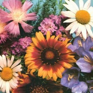 Meet your Posher, Hanah