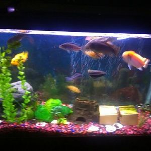 Meet your Posher, Rufus