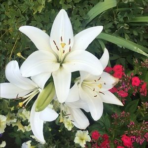 Meet your Posher, Annette