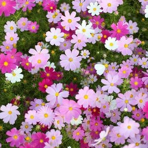 Meet your Posher, Antonia