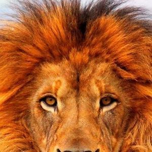 Meet your Posher, Darnell