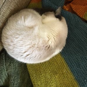 Meet your Posher, Elsa