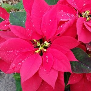 Meet your Posher, Ann