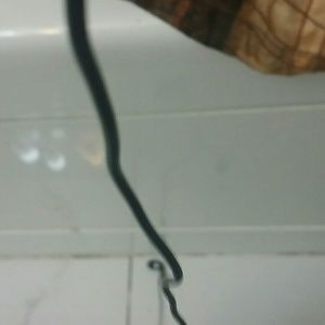 Meet your Posher, Joyceann