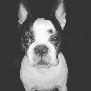 Meet Winston! ❤🐶