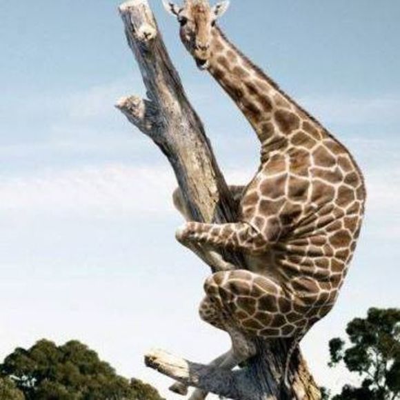 Meet your Posher, Ruthie - Picture 1 of 1