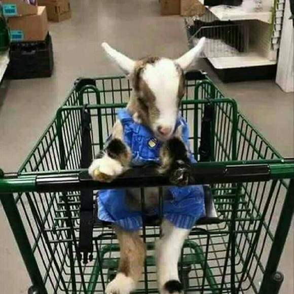 Meet your Posher, Catalina