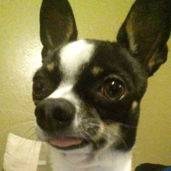 Meet your Posher, Rudy - Picture 1 of 1