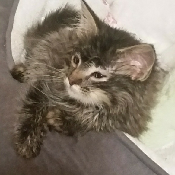 Meet your Posher, Caylene - Picture 1 of 1